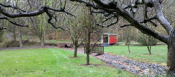 Apple Trees at Clovers Cottage